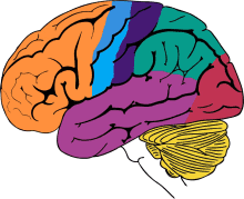 The Importance of Executive Functioning Skills for Student Success: Dr. Christine Powell